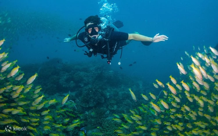 Scuba Diving