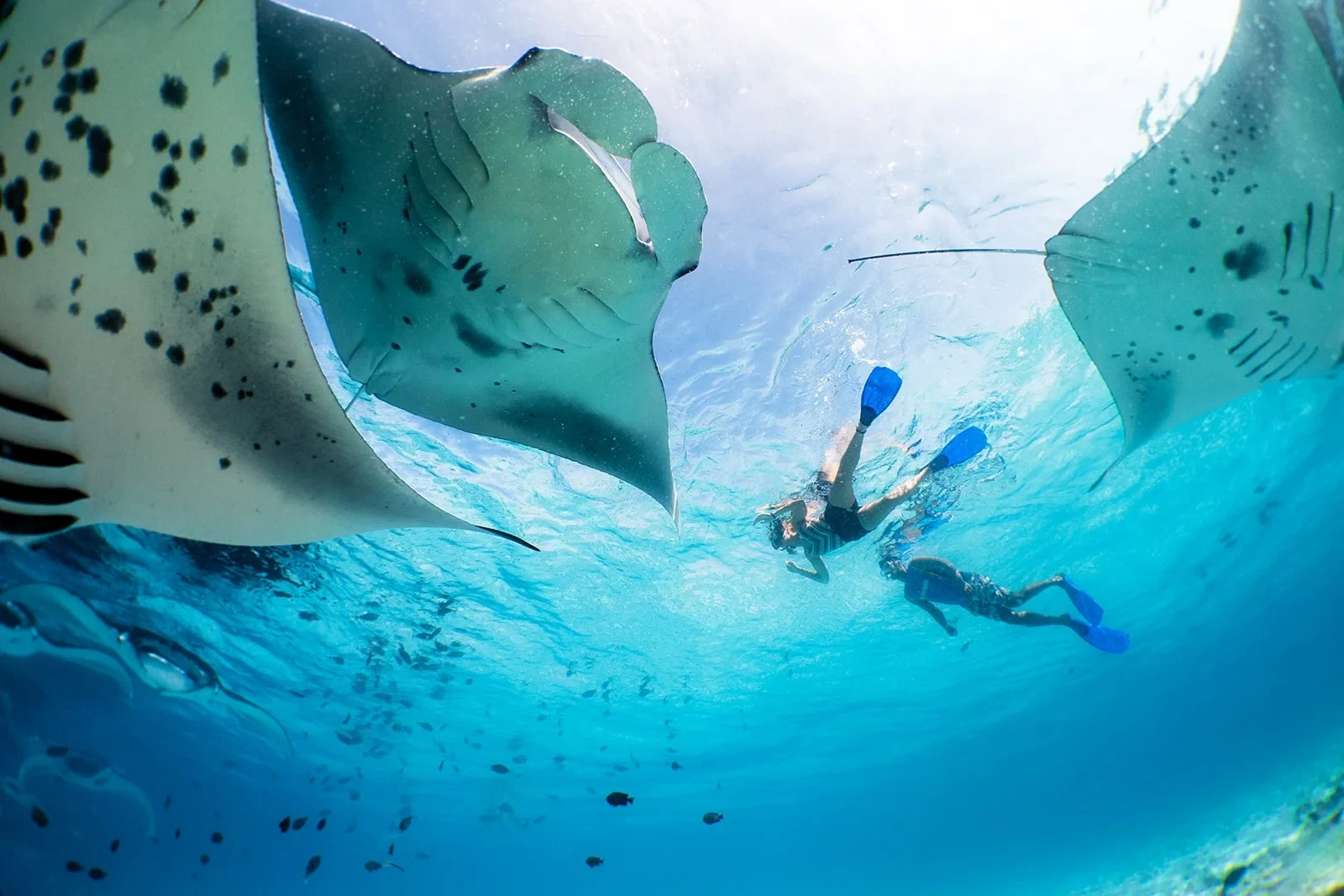 Scuba diving trip image